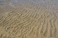 wet sand with shells and rocks at beach or coast Royalty Free Stock Photo