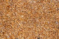 Wet sand from shells on the seashore. Background of small fragments of shells. Top view Royalty Free Stock Photo