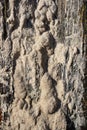 Wet sand texture on wood Royalty Free Stock Photo