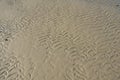 wet sand with shells and rocks at beach or coast Royalty Free Stock Photo