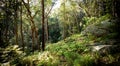 Wet sclerophyll forest in the Jamison Valley, Blue Mountains, NSW, Australia Royalty Free Stock Photo