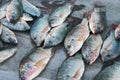 Wet sea fishes displayed on street market at Ranohira, Madagascar Royalty Free Stock Photo