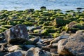 Wet sea rocks covered with green algae in a blue calm sea Royalty Free Stock Photo