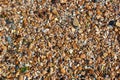 Wet sea shells and small pebbles on a beach Royalty Free Stock Photo