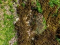 Wet seaweed Green or brown Royalty Free Stock Photo