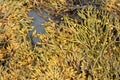 wet seaweed kelp laminaria surface close up macro shot texture background Royalty Free Stock Photo