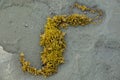 wet seaweed kelp laminaria surface close up macro shot texture background Royalty Free Stock Photo