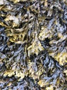 Wet seaweed shiny from the water Royalty Free Stock Photo