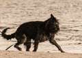 Shaking dog Longhaired German Shepherd Royalty Free Stock Photo