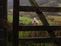 Wet sheep behind gate