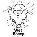 Wet sheep