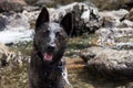 Wet shepherd dog standing in puddle