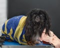 Wet Shih Tzu dog wrapped in a towel dries its fur after washing