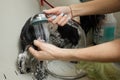Wet Shitzu or Shih tzu dog. Pet groomer washing dog from the shower. Selective focus. Royalty Free Stock Photo
