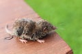 A wet shrew on a table Royalty Free Stock Photo