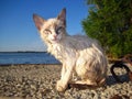 Wet Siamese kitten