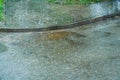 Wet sidewalk and roadway in the city after the rain. Water splashes on the road during a downpour. Large raindrops on the surface