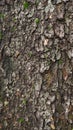 Wet skin of the tree. abstract wood texture