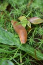 Wet Slimey Slug on Blades of Grass