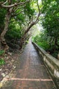 Wet and slippery brick path in tropical forest. Royalty Free Stock Photo