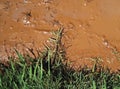 WET SLUDGY MUD ON THE SIDE OF A DIRT ROAD WITH GREEN GRASS ON THE EDGE