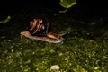 Wet snail crawling