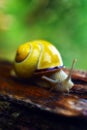 Wet snail on rainny day Royalty Free Stock Photo