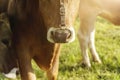 Wet snout of cow with nose ring Royalty Free Stock Photo