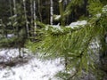 Wet snow lies on a pine branch, water droplets on needles. Pine branch close-up on the background of a winter snowy forest. Royalty Free Stock Photo
