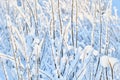 Wet snow on vertical branches of bush, winter graphic plant texture for design.