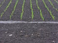Wet soil and green sprout shoots Royalty Free Stock Photo