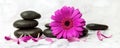 Wet spa stones and purple flower with petals on white marble background Royalty Free Stock Photo