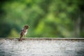 Wet sparrow bird sitting on a fence white wooden board waiting for the rain to calm down. Royalty Free Stock Photo
