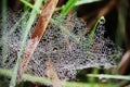 Wet spider web covered with rain drops Royalty Free Stock Photo