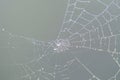 Dew drop on cobweb in the morning Royalty Free Stock Photo
