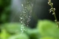 Wet spider web in rain drops. Summer nature details