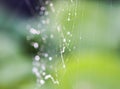 Wet spider web in rain drops. Summer nature details