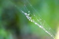 Wet spider web in rain drops. Summer nature details