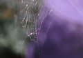 Wet spider web in rain drops. Summer nature details