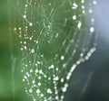 Wet spider web in rain drops. Summer nature details