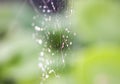 Wet spider web in rain drops. Summer nature details