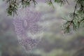 Wet Spider Web in the Rain Royalty Free Stock Photo