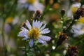 Wet spiderweb twisted on the petals of a daisy Royalty Free Stock Photo