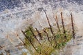 wet spot on ceiling of old ruined concrete structure. Royalty Free Stock Photo