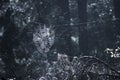 Wet spriderweb in a dark fine forest