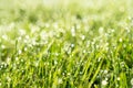 Wet spring green grass backround with dew lawn natural. Beautiful water drop sparkle in sun on leaf in sunlight. Drops of dew on a Royalty Free Stock Photo