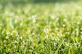 Wet spring green grass backround with dew lawn natural. Beautiful water drop sparkle in sun on leaf in sunlight. Drops of dew on a Royalty Free Stock Photo