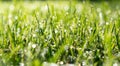 Wet spring green grass backround with dew lawn natural. Beautiful water drop sparkle in sun on leaf in sunlight. Drops of dew on a Royalty Free Stock Photo