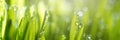 Wet spring green grass backround with dew lawn natural Royalty Free Stock Photo