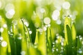 Wet spring green grass backround with dew lawn natural Royalty Free Stock Photo